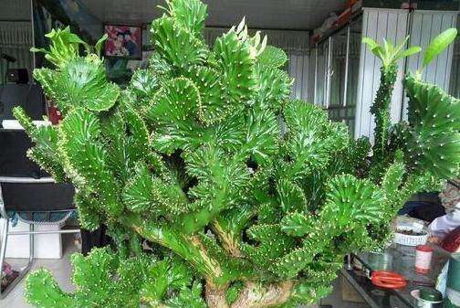 这十种植物千万别养,这5种植物不宜养在家中