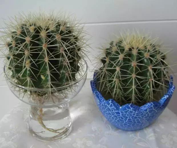 姘村煿鐜夋爲妞嶇墿,鐩嗘牻鐨勯搧鏍戝彲浠ユ按鍩瑰悧