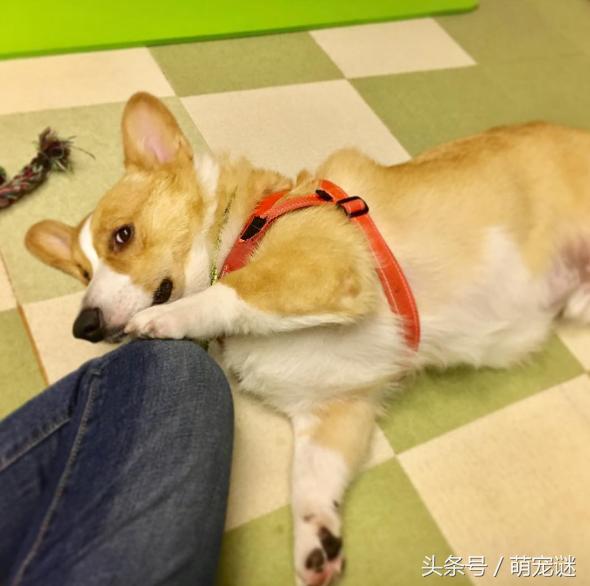 柯基犬真的有体臭吗,怎么解决柯基犬臭的问题