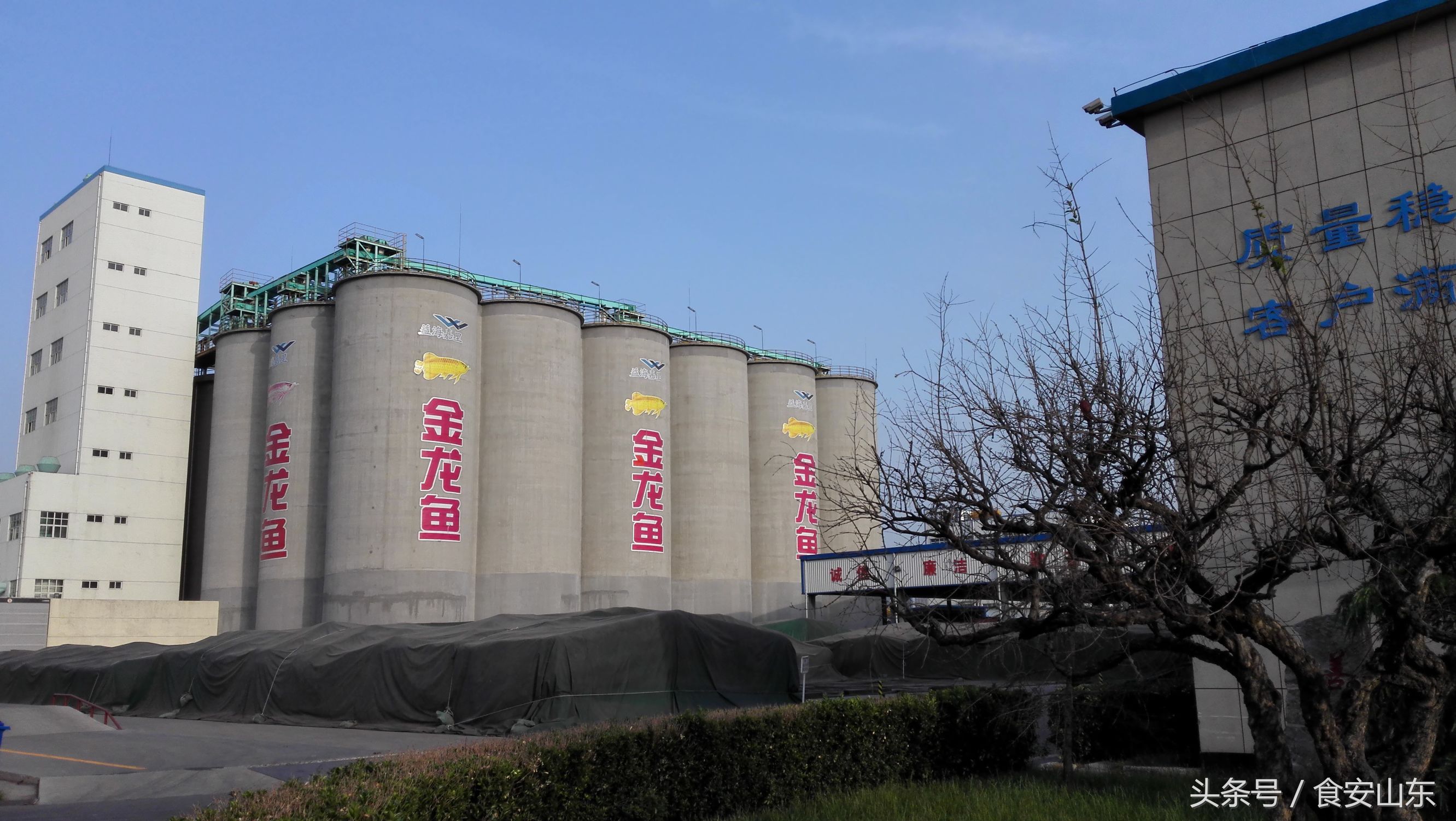 金龙鱼被立案调查,金龙鱼打假事件