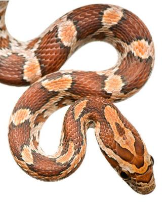 属蛇男性和什么属相女性婚配最佳,属蛇的人2022年的小人属相是什么