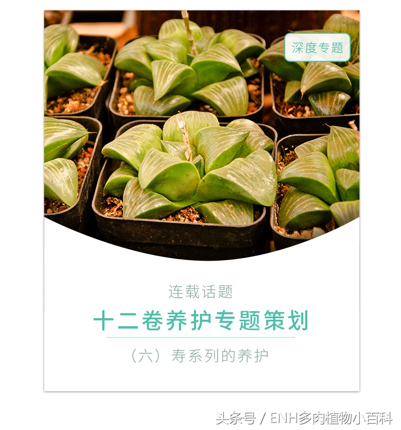 养十二卷需要什么,十二卷多肉夏天的养护方法