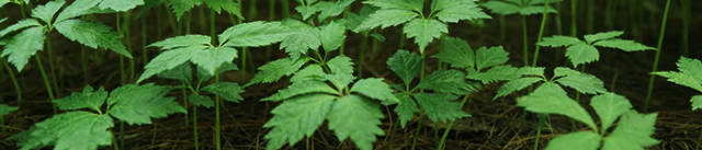 心绞痛能治愈的只有硝酸甘油,硝酸甘油为什么能缓解心绞痛