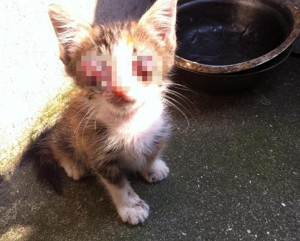 流浪小猫的眼睛被母猫遗弃,流浪猫眼睛溃脓结痂