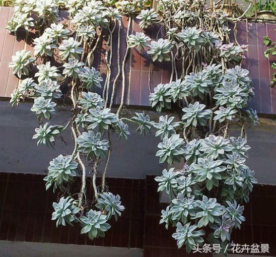 嘴馋了，摘盆花儿来尝尝，第一盆花卉佳肴就闻所未闻