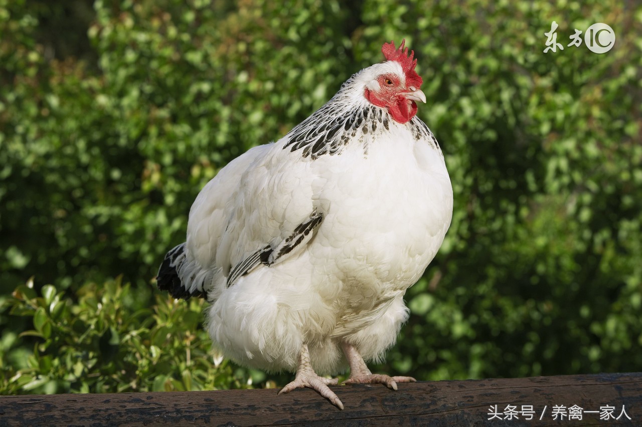 养鸡用什么添加剂长得快,养鸡巧用增蛋药