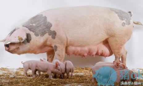 猪病治疗：母猪产后热的药物治疗方案