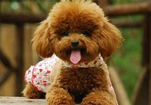 购买宠物狗需要注意什么,买宠物狗要注意哪些事项