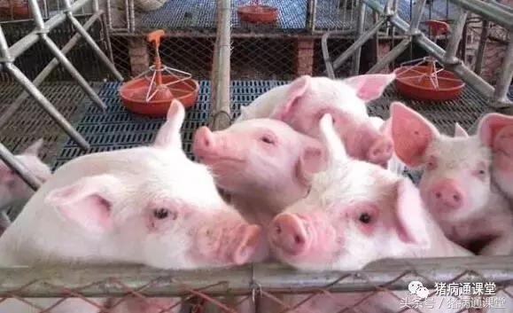 仔猪在保育期需要注意什么,保育仔猪如何管理