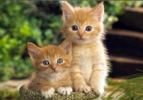 小猫大便拉稀用什么药,小猫拉稀吃什么药