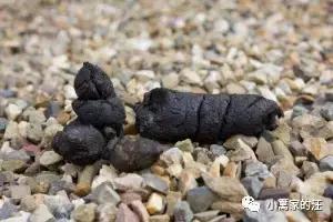 今天我们聊聊狗屎吧！