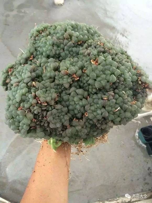 多肉有毒到底有多可怕 (各种多肉有毒吗)