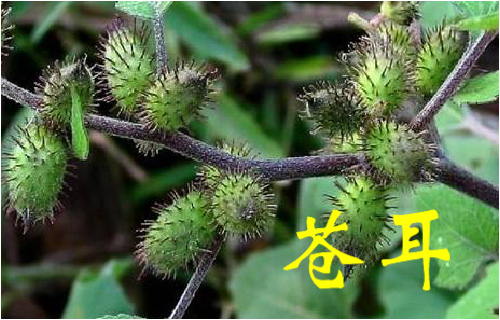 农村常见的43种中草药,农村常见却被忽略的草药