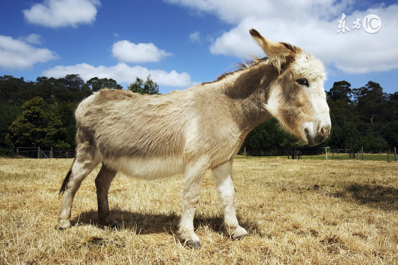 掉入深井的驴子该怎么办？我们从不曾无能为力！