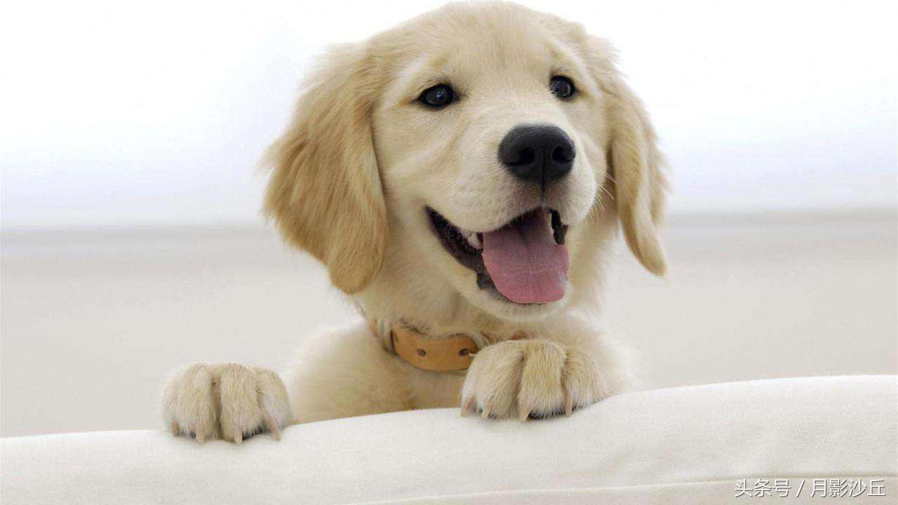 怎么给狗狗挑合适的狗粮,怎样为狗狗挑选合适的狗粮