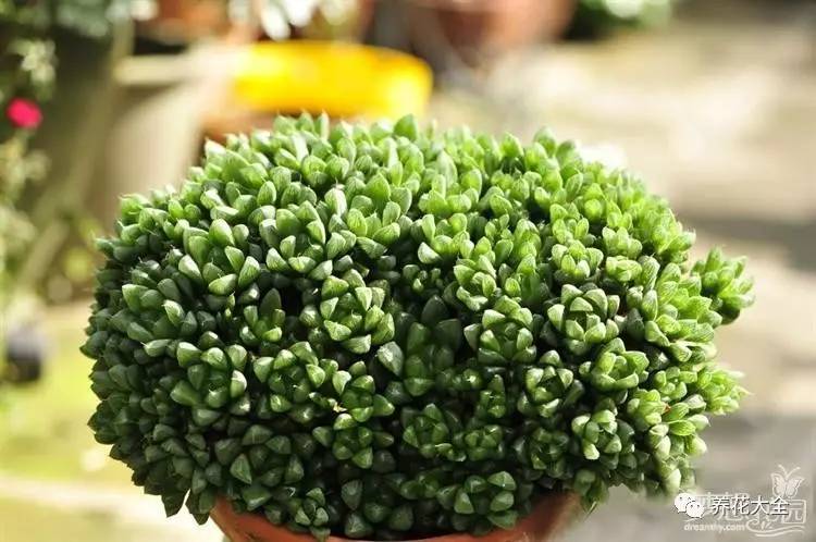 多肉有毒到底有多可怕 (各种多肉有毒吗)