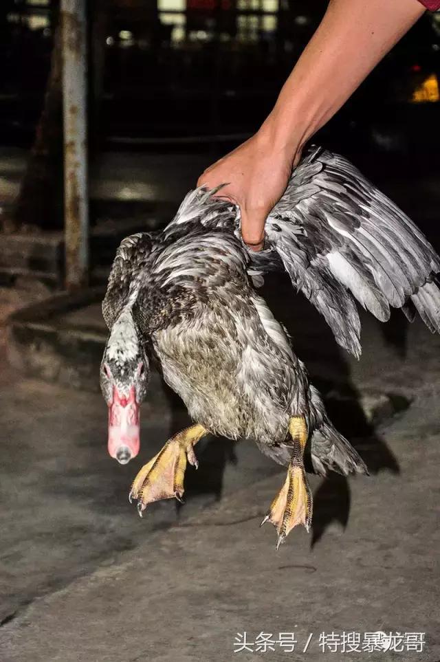 中山南头烧鹅网红美食排行榜,中山南头最好吃的烧鹅