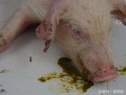 涓撴不鐚毊鑲ょ梾鐗规晥鍦熸柟,鐚毊鑲ょ孩娑︾殑鑽墿