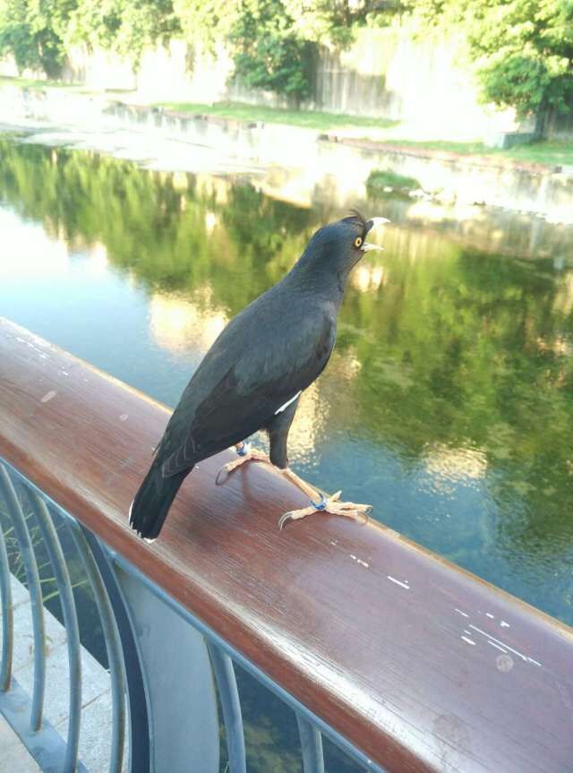 养八哥知识大全书籍,天下一场梦养八哥