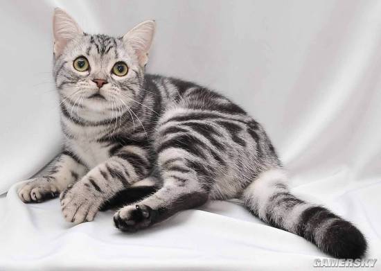 八大珍稀猫,十大名贵猫大黑猫多少钱