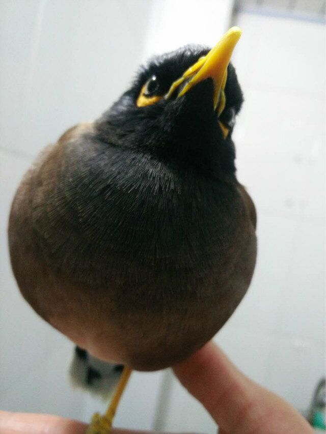 天下一场梦的八哥死了,八哥鸟从出壳到会飞要多久