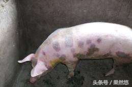 猪发烧身上起红疙瘩怎么治,猪群发红是怎么回事