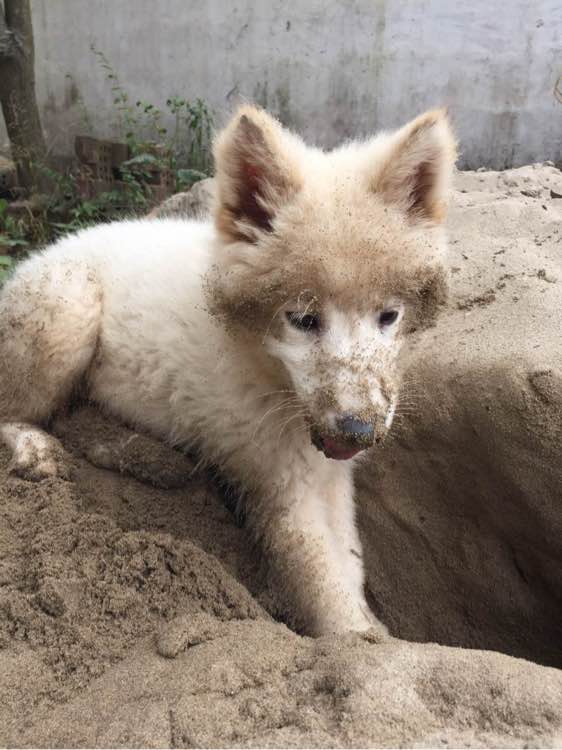 养了之后才明白,这狗除了笑起来好看以外,跟哈士奇没啥区别