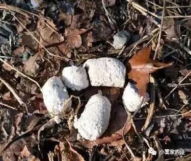 今天我们聊聊狗屎吧！