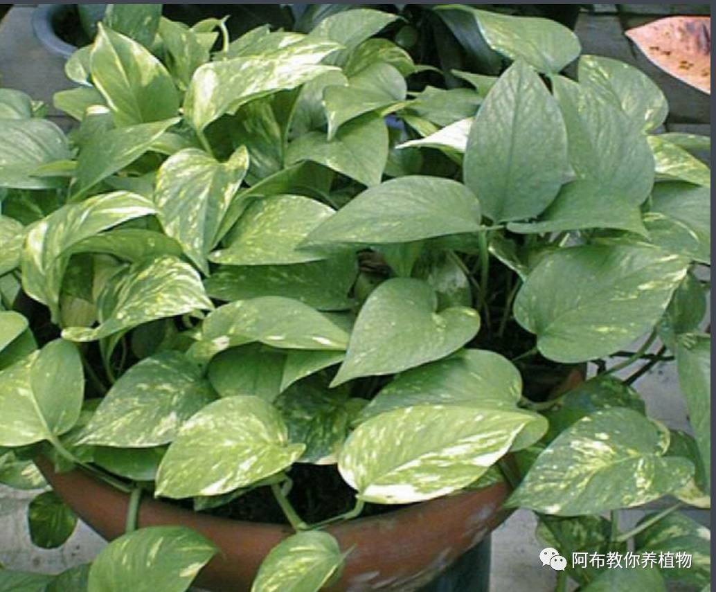 阿布教你养茉莉,阿布教你养植物