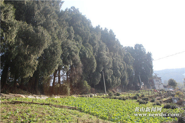 老去的村庄是什么意思,老去的村庄阅读理解答案