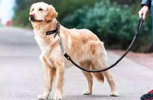 车撞死狗要不要退款,机动车撞死狗要赔钱吗