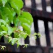 一树一故事｜南大爬山虎百年守望者