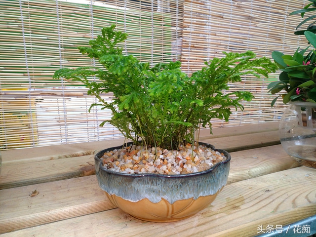 珊瑚蕨喜阴还是喜阳,珊瑚蕨类