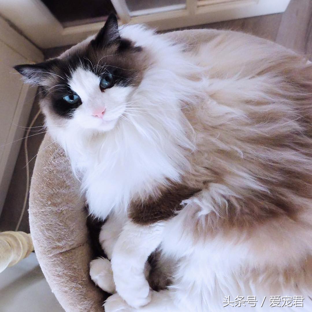 猫咪趣事知道多少,猫咪尴尬趣事