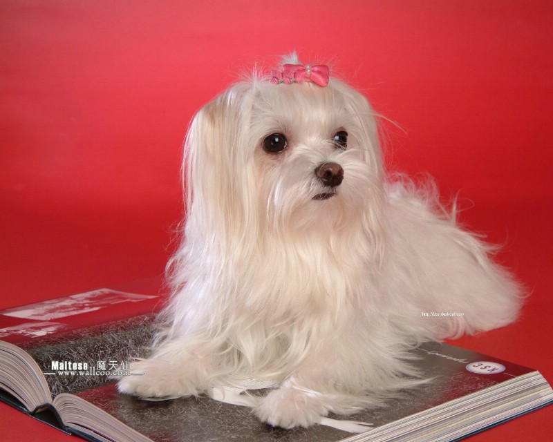 盘点全网最精的狗狗,全网狗狗大合集