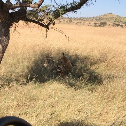 贝克汉姆一家非洲旅行，与小七温馨亲嘴被网民批评「有点变态」！