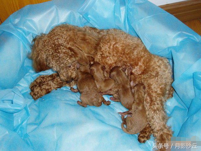 泰迪狗狗分娩过程,泰迪分娩时吃什么补充营养