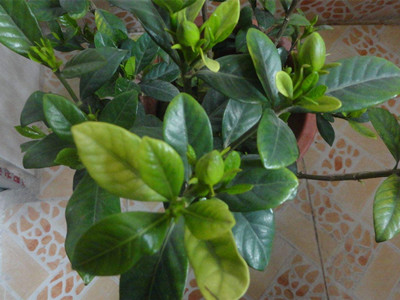 栀子花叶子发黄的解决方法,栀子花叶子发黄了还长虫子怎么办