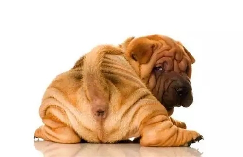 养狗怎么教会排便,养狗宝典如何帮狗狗剪指甲