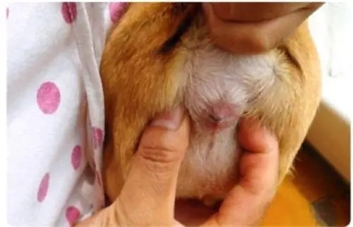 养狗怎么教会排便,养狗宝典如何帮狗狗剪指甲