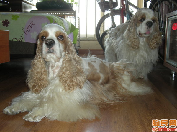 盘点全网最精的狗狗,史上最全狗狗大全