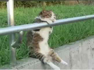 职场表情包朋友圈,职场表情包套装