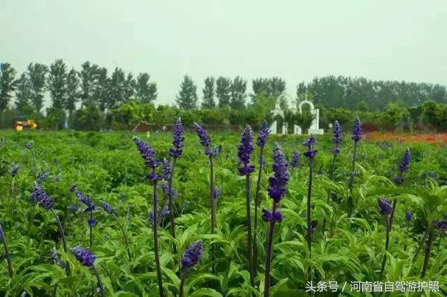 郑州普兰斯薰衣草庄园开门了吗,普兰斯薰衣草庄园能去吗