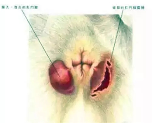 养狗怎么教会排便,养狗宝典如何帮狗狗剪指甲