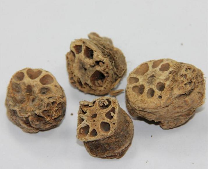 旱莲草的止血功效,旱莲草配什么中药止血效果好