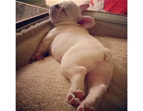 养狗怎么教会排便,养狗宝典如何帮狗狗剪指甲