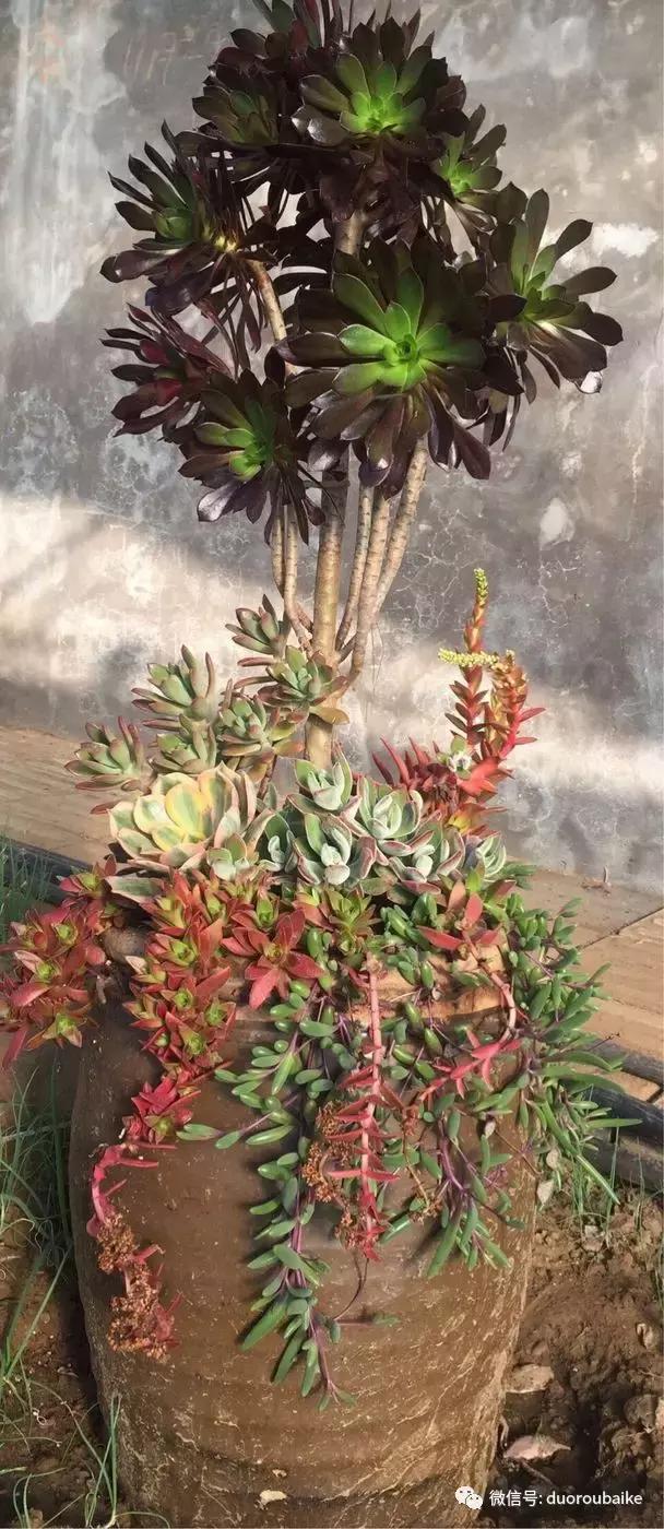 养了一年多的多肉没啥变化说说,养了几年的多肉快要全军覆没了