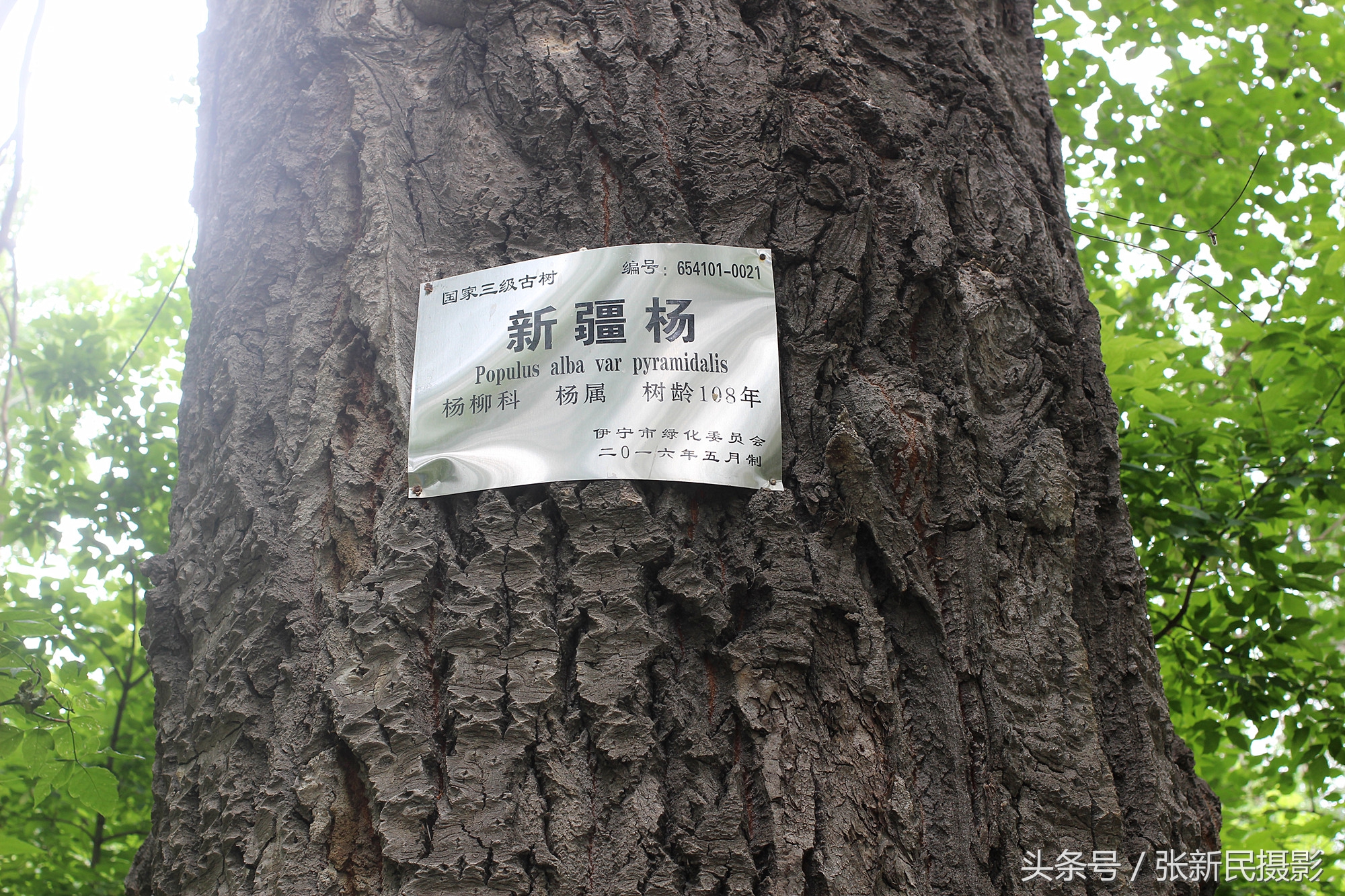 百年俄罗斯建筑保存完好白杨茂盛