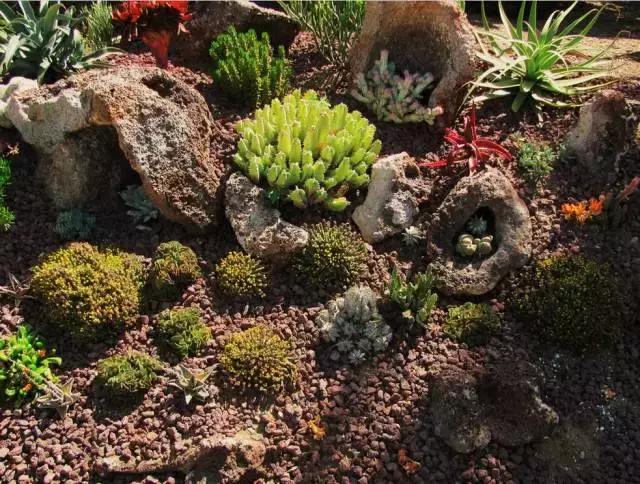 晒伤后的多肉能用芦荟修复吗,多肉从室内搬到室外被晒伤