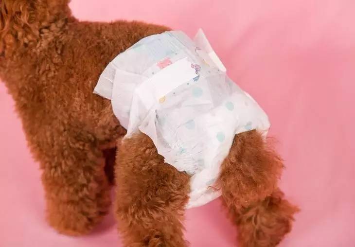 狗狗长骨刺如何护理,狗狗生小狗后怎么护理